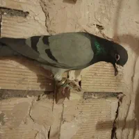 کبوتر گرفتنی