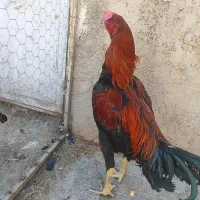 خروس لاری نسل عا لی