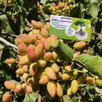 پیش فروش نهال پسته پیوندی پایه کله قوچی|خدمات باغبانی و درختکاری|بندر گز, |دیوار