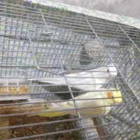 عروس هلندی مولد|پرنده|شهرضا, |دیوار