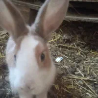 خرگوش|موش و خرگوش|مریوان, |دیوار