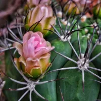 بن سای و  کاکتوس