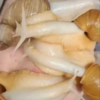 حلزون مولد|خزنده|دزفول, |دیوار