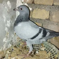 چند تا جوجه (فوری)