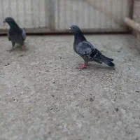 کفتر مسافتی و رنگی|پرنده|قم, نیروگاه|دیوار