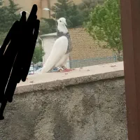 کبوتر طوقی نر