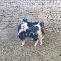 بزغاله نربزی خوشگل|حیوانات مزرعه|جوادآباد, |دیوار