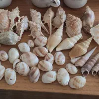 انواع گوش ماهی ها