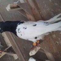 کفتر بزن