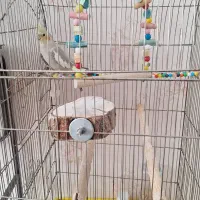 عروس هلندی ماده