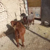 بز داشتی آبستن|حیوانات مزرعه|گهواره, |دیوار