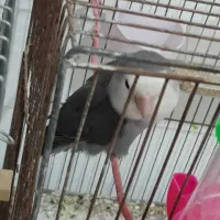 برزیلی و عروس هلندی|پرنده|بندر ماهشهر, |دیوار