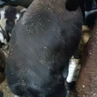 گوسفند شیشک آبستن تظمین .عطیقه ‌داره شیر میکنه