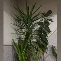 گل های طبیعی و سالم|گل و گیاه طبیعی|اراک, |دیوار