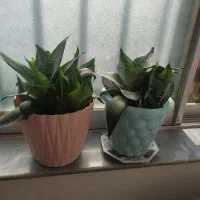 تعدادی گل ب فروش میرسد|گل و گیاه طبیعی|رودسر, |دیوار