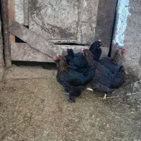 مرغ|حیوانات مزرعه|زنجانرود, |دیوار