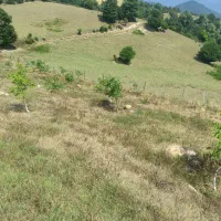 فروش باغ گردو 10500متر|فروش دفتر صنعتی، کشاورزی، تجاری|پل سفید, |دیوار