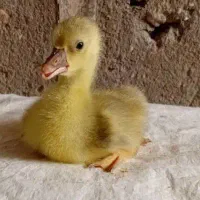 حیوانات مزرعه جوجه غاز