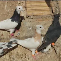 تعدادی کبوتر رنگه و آلمانی
