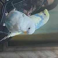 دوتا مرغ عشق حوالی ساعت ۱۱شب در حسن آباد لاله