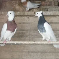 جفت کبوتر طوقی با جوجه