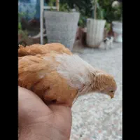 تخم مرغ نطفه دار برهما|حیوانات مزرعه|اصفهان, شهرک کاوه|دیوار