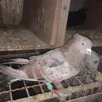 پرنده انتیک