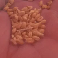یک  تن  گندم پیشگام