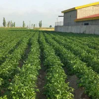 سیب زمینی جلی درجه