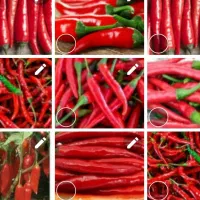 فلفل قرمز تند