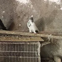 کفتر|پرنده|کوهدشت, |دیوار