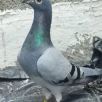 کبوتر مسابقه رفته