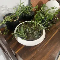 چهار عدد گل با گلدون