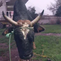 ورزاچالوسی گاونر