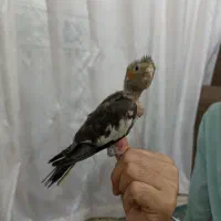 عروس هلندی دستی