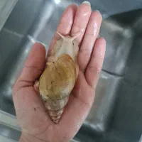 حلزون‌های خوشگل و گوگولی