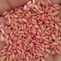 گندم بذری اصلاح شد بسیار مرقوب صدرا
