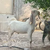 کهره نر|حیوانات مزرعه|شبانکاره, |دیوار