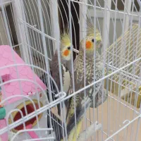 عروس هلندی فروشی