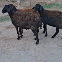 گوسفند زنده|حیوانات مزرعه|زنجانرود, |دیوار