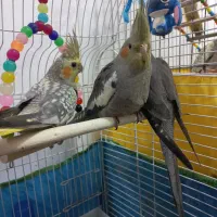 سه عدد طوطی عروس (2ماهه)معاوضه با طوطی برزیلی