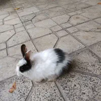 خرگوش