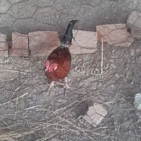 خروس|حیوانات مزرعه|دامن, |دیوار