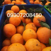 تامسون پرتقال خونی محلی|حراج|هچیرود, |دیوار