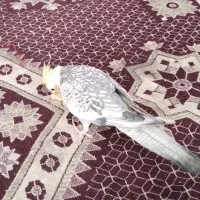 عروس هلندی