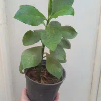 گیاه فردوس و آلوورا|گل و گیاه طبیعی|قم, ناصردیوان|دیوار