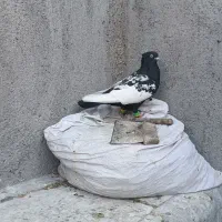 سینه سیاه نر