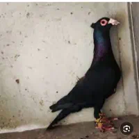 گمشده
