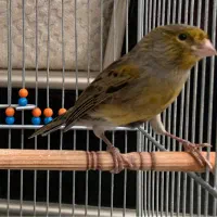 قناری نر قرص بخون|پرنده|چالوس, |دیوار