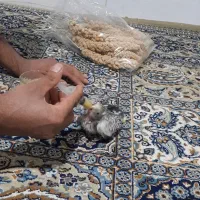 جوجه عروس هلندی